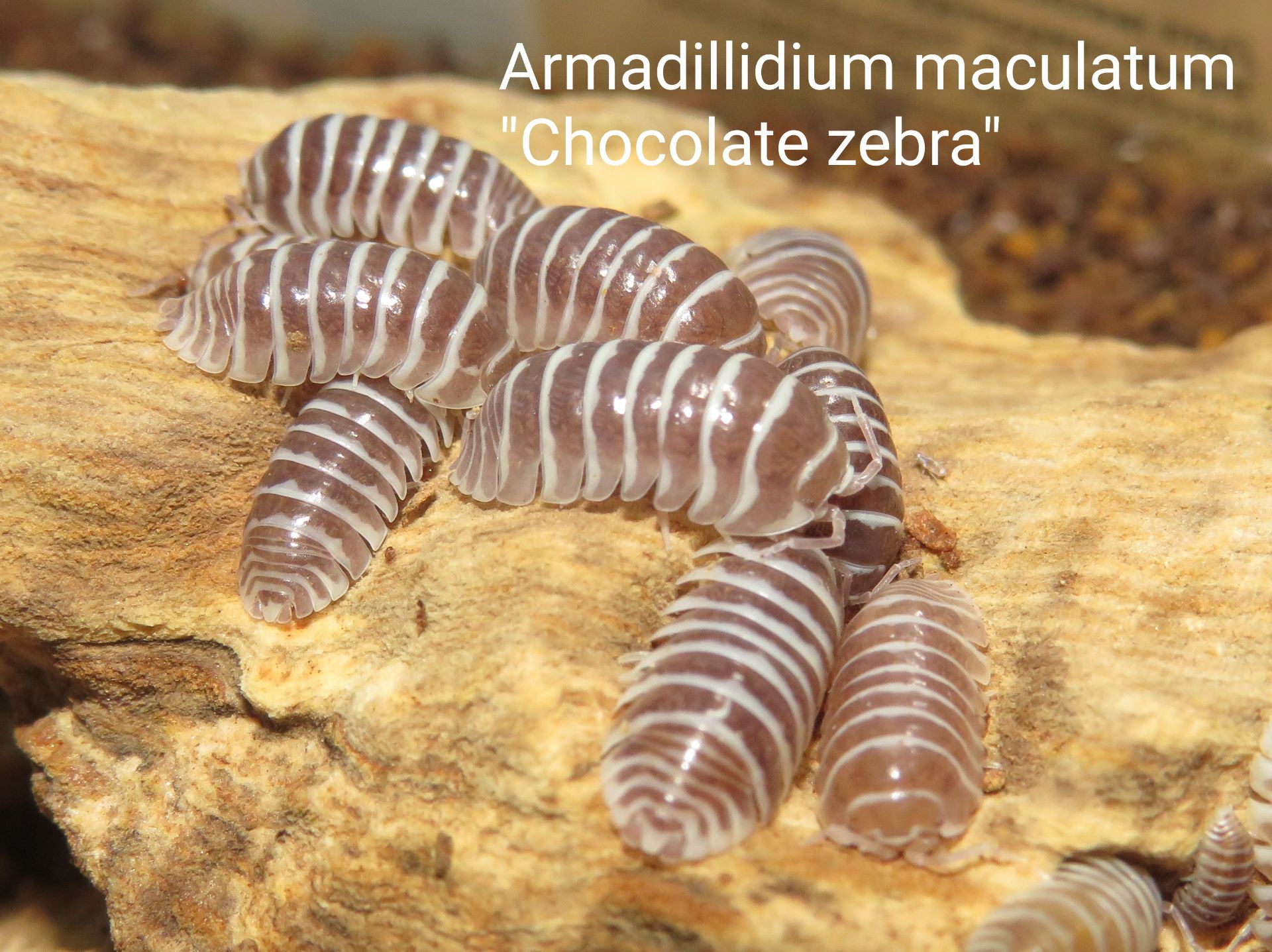 Мокриці Armadillidium, Armadillo