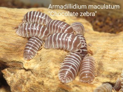 Мокриці Armadillidium, Armadillo