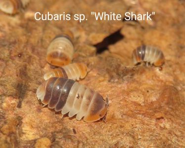 Мокриці Cubaris, Cristarmadillidium, Nesodillo, Troglodillo