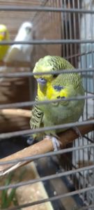 Волнистые попугайчики и получехи