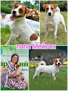 Джек Рассел тер'єр з документами клубу КСУ