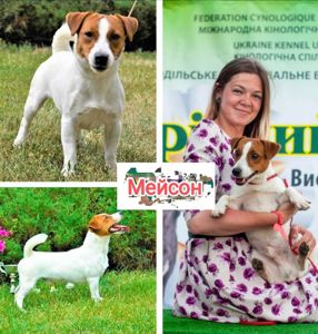 Джек Рассел тер'єр з документами клубу КСУ