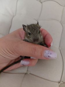 Чилійська белочка дегу