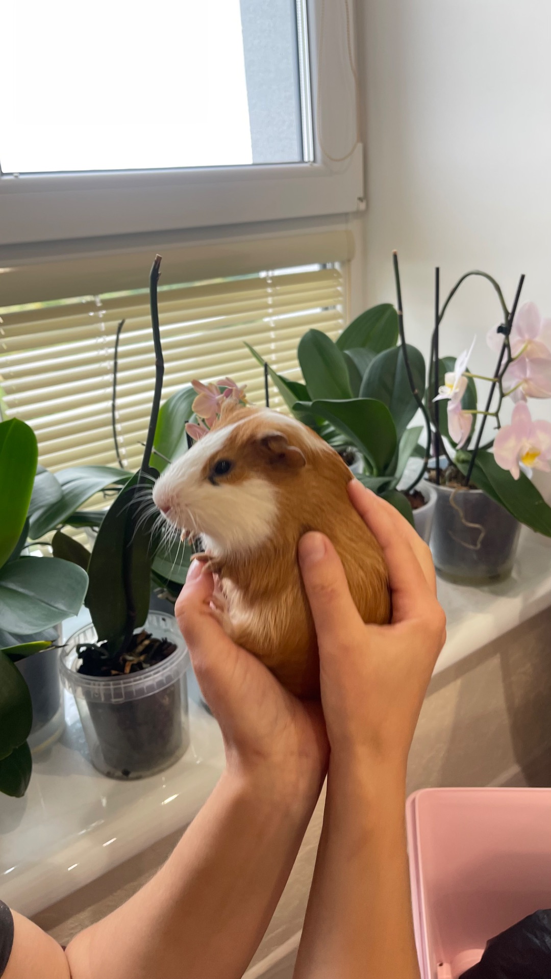 Морська свинка American Guinea Pig, хлопчики6 місяців