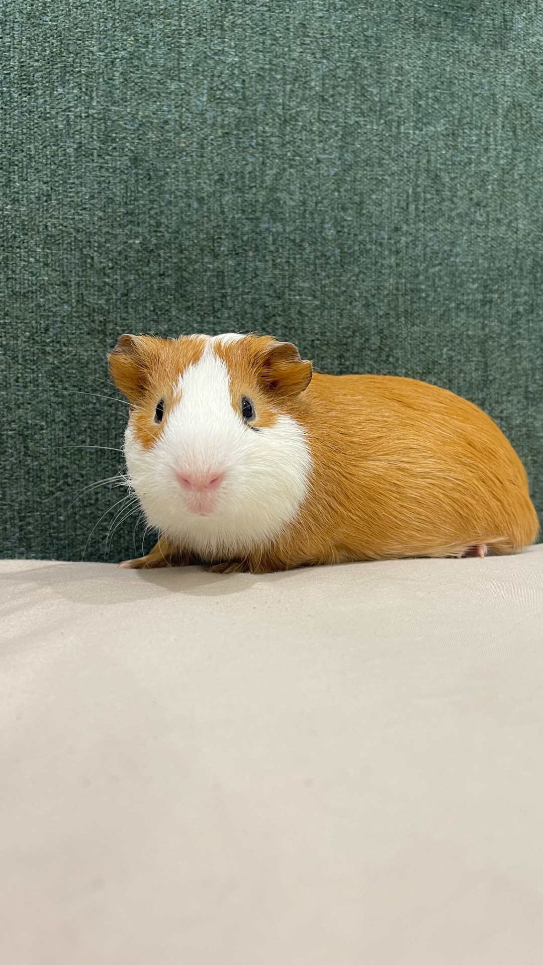 Морська свинка American Guinea Pig, хлопчики6 місяців