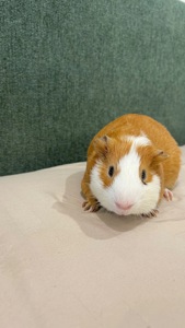 Морська свинка American Guinea Pig, хлопчики6 місяців