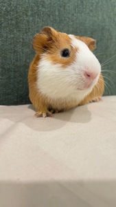 Морська свинка American Guinea Pig, хлопчики6 місяців