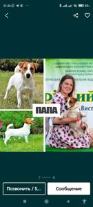 джек рассел тер'єр документи КСУ