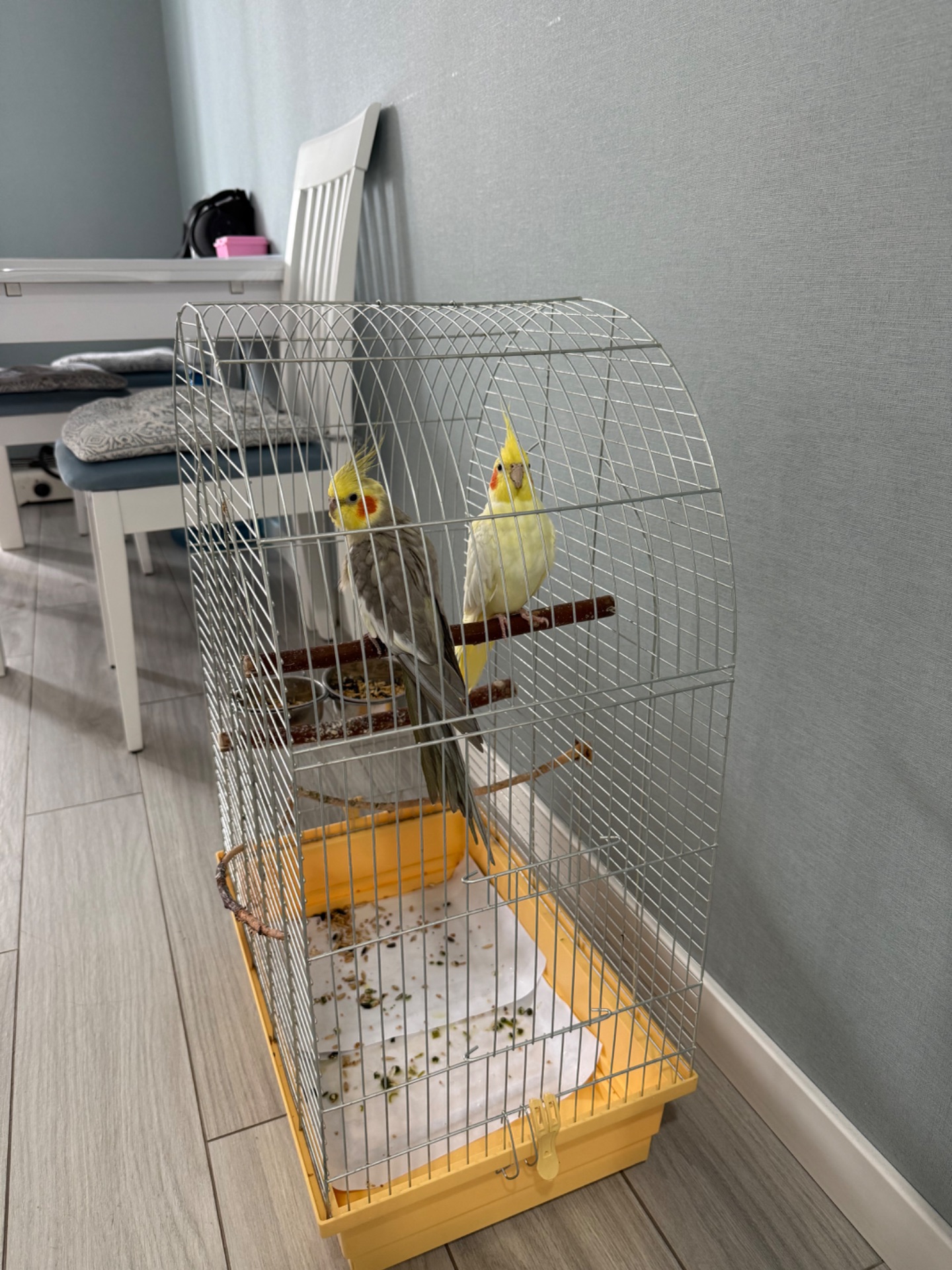 Продам папуг Пару корел дівчинка та хлопчик