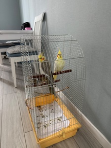 Продам папуг Пару корел дівчинка та хлопчик