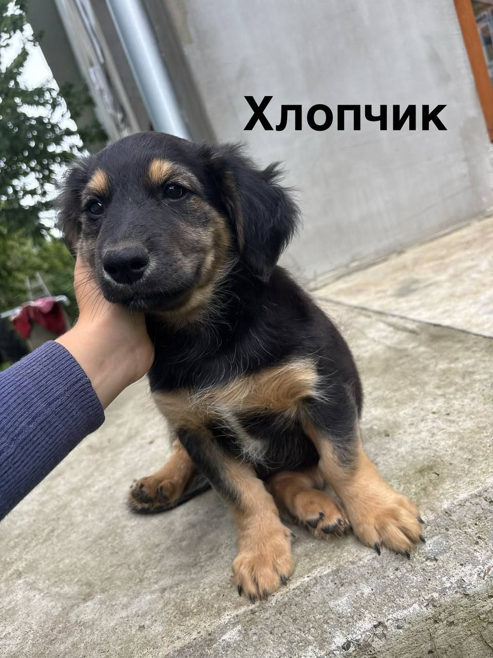 Цуценята в добрі руки