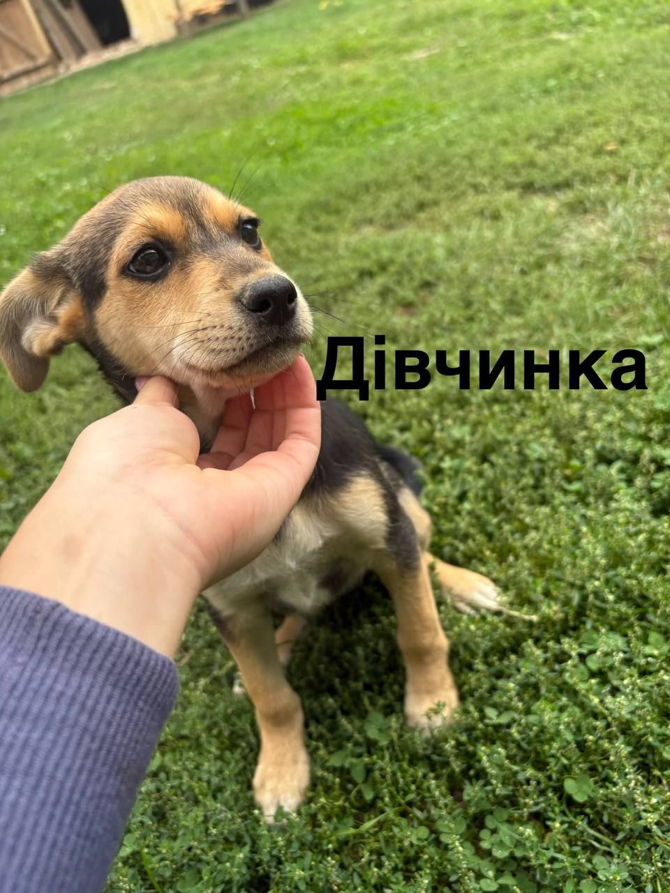 Цуценята в добрі руки