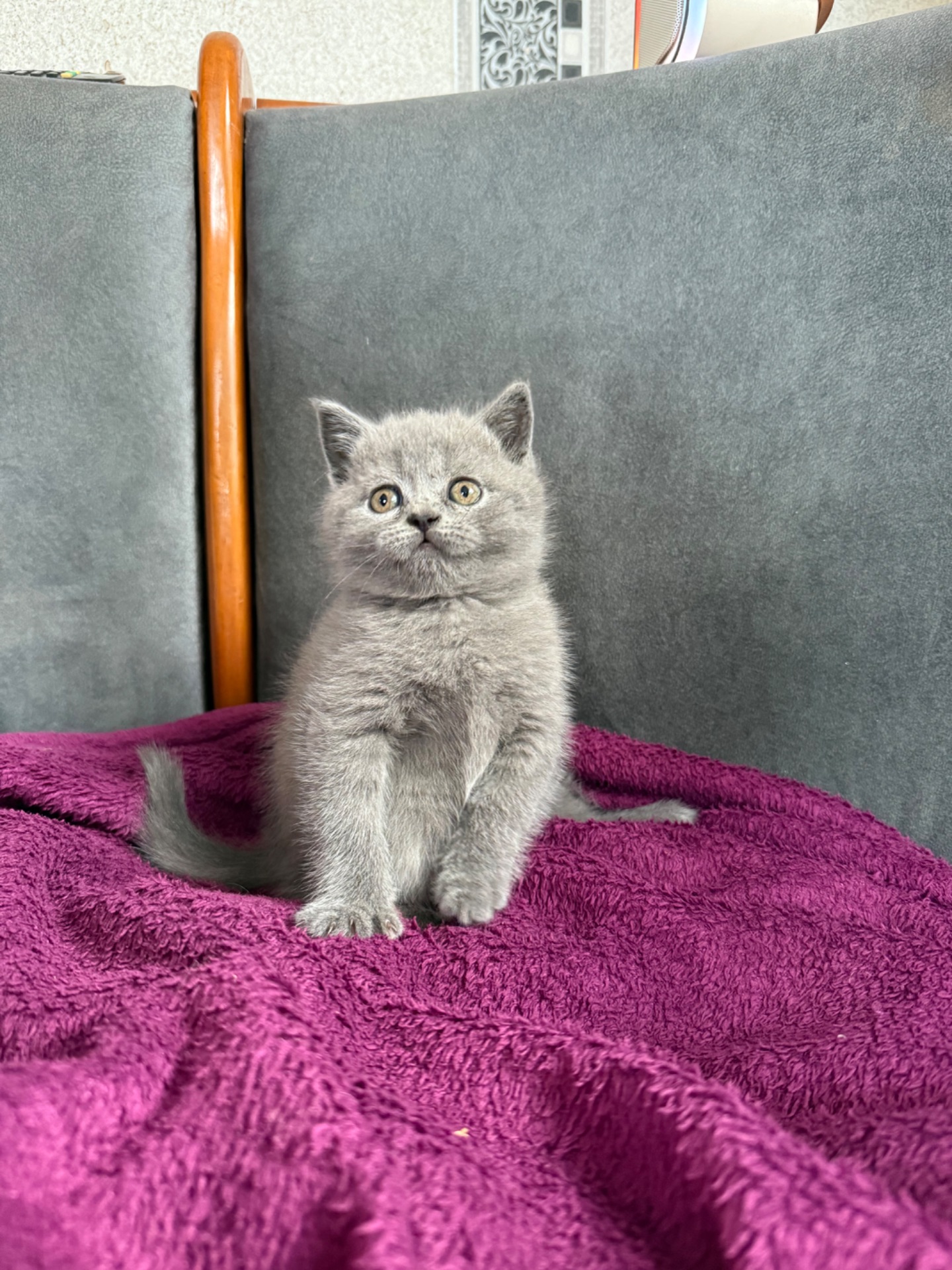 Шотландські короткошерсті кошенята хлопчики та дівчинка клаповухі