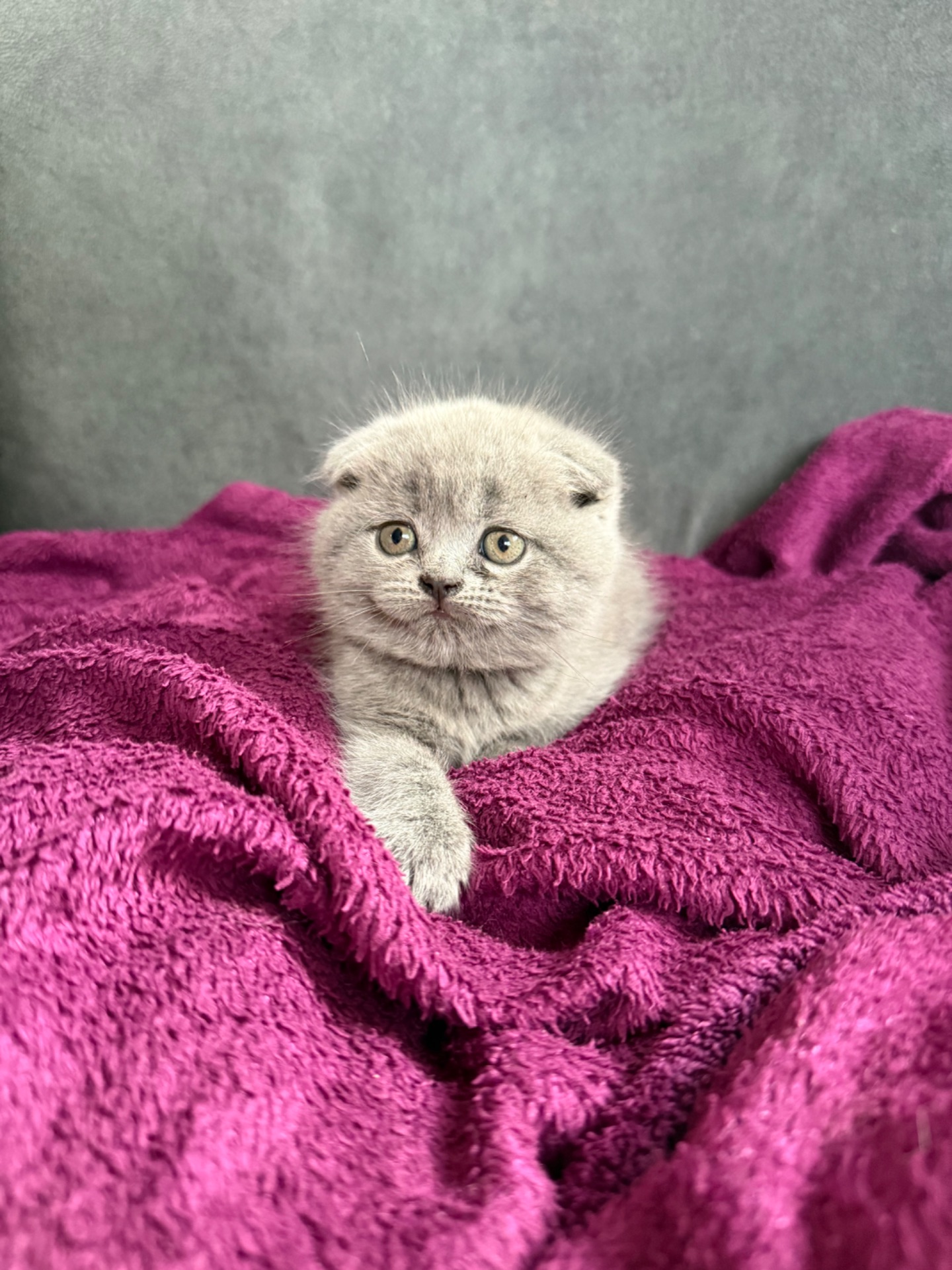 Шотландські короткошерсті кошенята хлопчики та дівчинка клаповухі