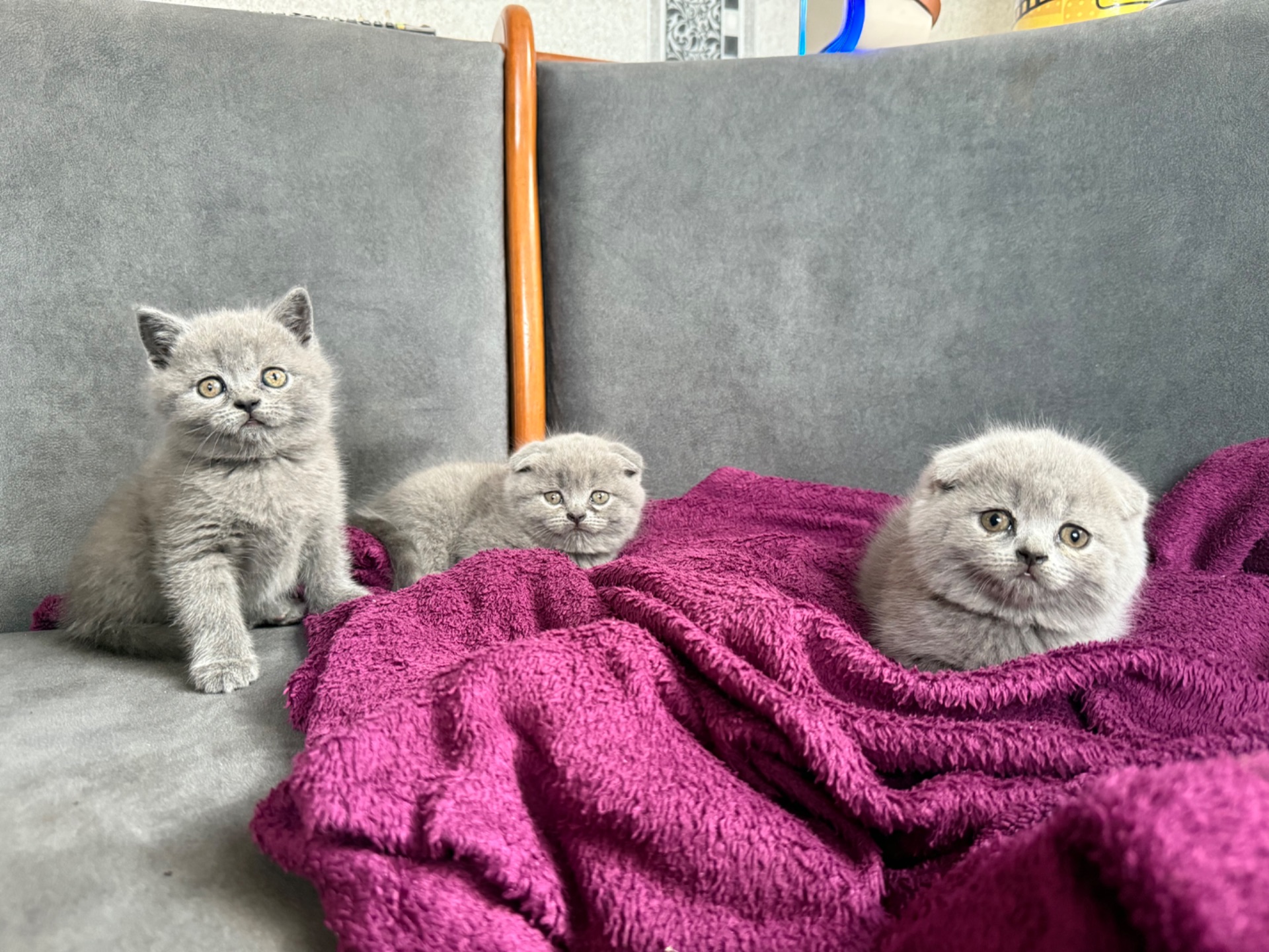 Шотландські короткошерсті кошенята хлопчики та дівчинка клаповухі