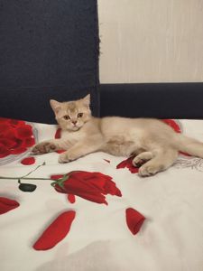 Котенок Скотиш страйт