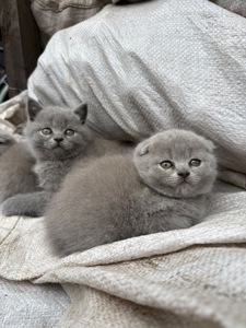 Шотландські короткошерсті кошенята хлопчики та дівчинка клаповухі