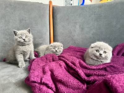 Шотландські короткошерсті кошенята хлопчики та дівчинка клаповухі