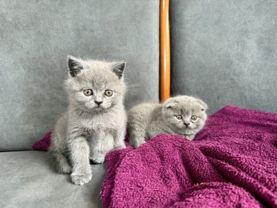 Шотландські короткошерсті кошенята хлопчики та дівчинка клаповухі