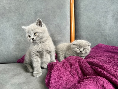 Шотландські короткошерсті кошенята хлопчики та дівчинка клаповухі