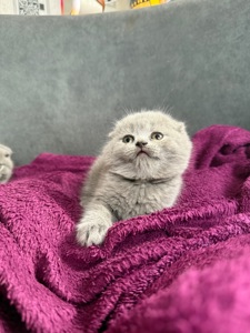 Шотландські короткошерсті кошенята хлопчики та дівчинка клаповухі