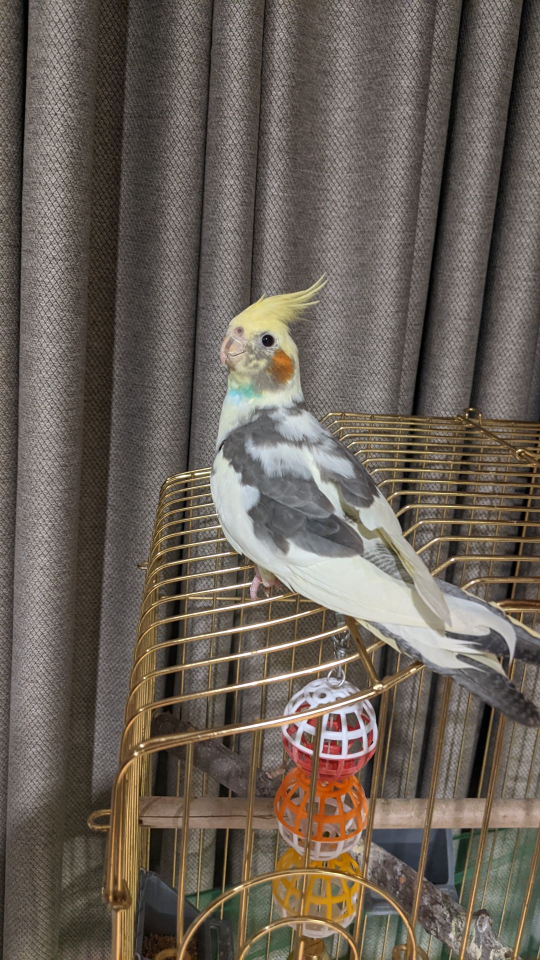 🦜 Продається корела — ручний, активний та дуже допитливий!