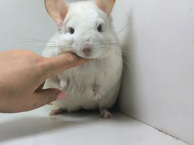 Білорожевий хлопчик