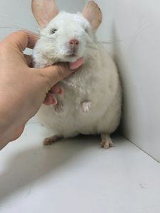 Білорожевий хлопчик