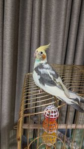 🦜 Продається корела — ручний, активний та дуже допитливий!