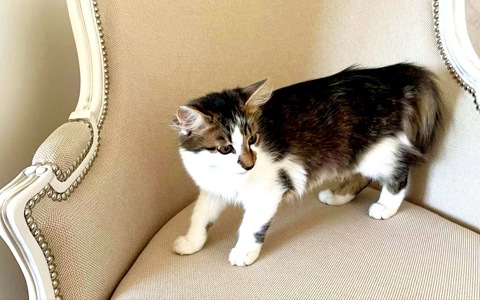 Кошеня Сем