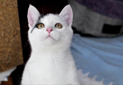 Кошеня Локі