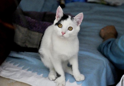 Кошеня Локі