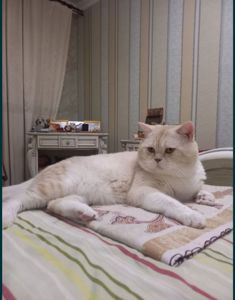 Котята шотландские