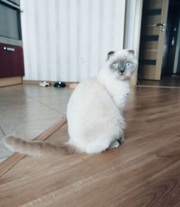 Котята шотландские