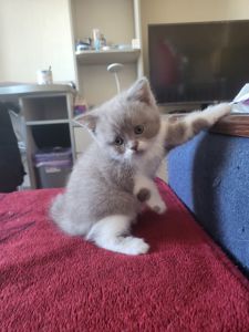 Котята шотландские