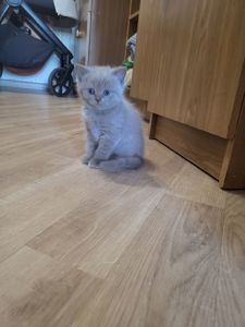 Котята шотландские