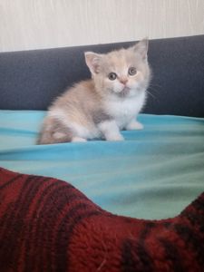 Котята шотландские