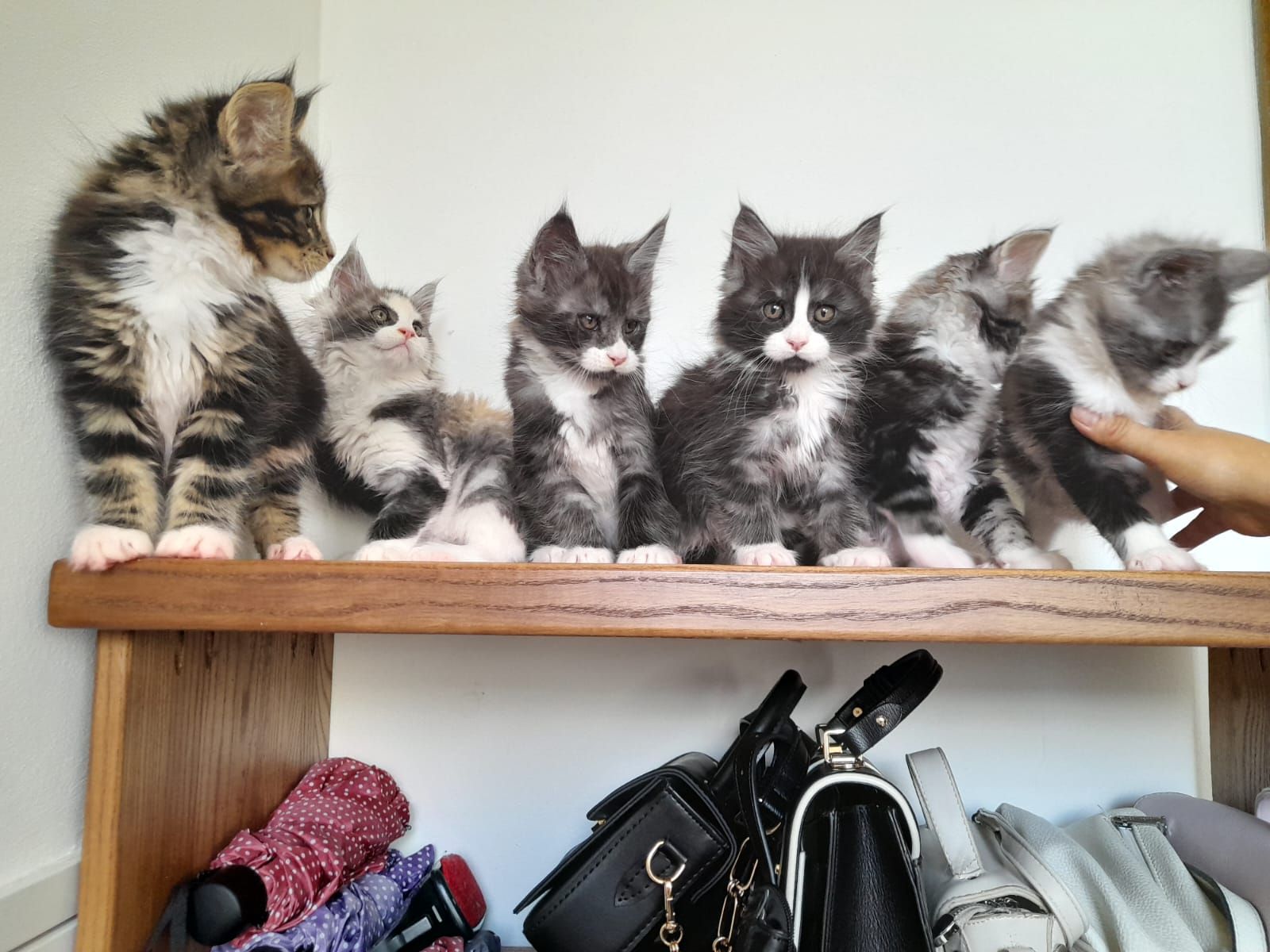 Кошенята мейкун