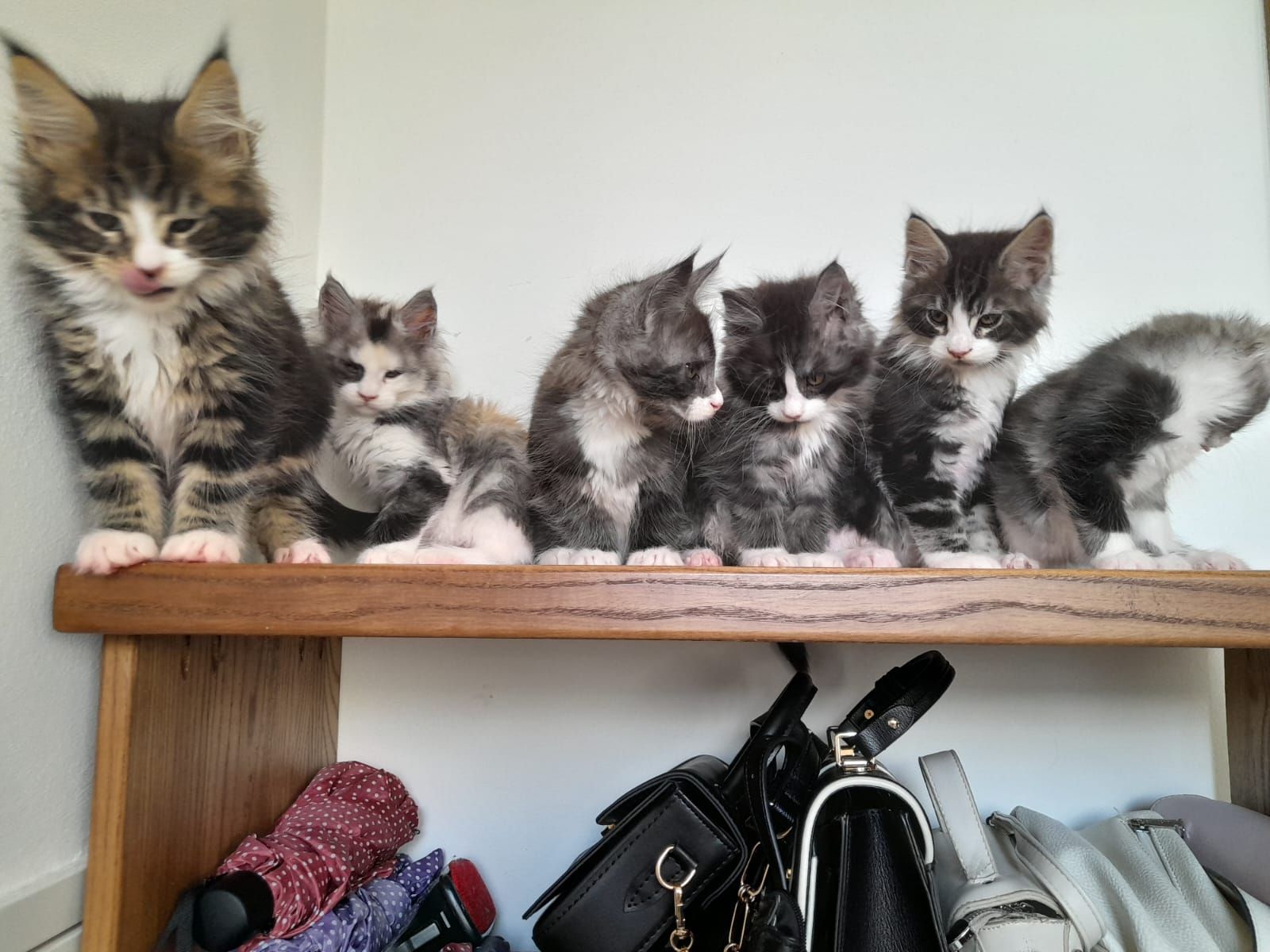 Кошенята мейкун