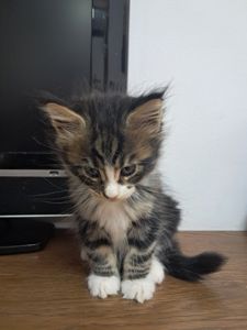 Кошенята мейкун