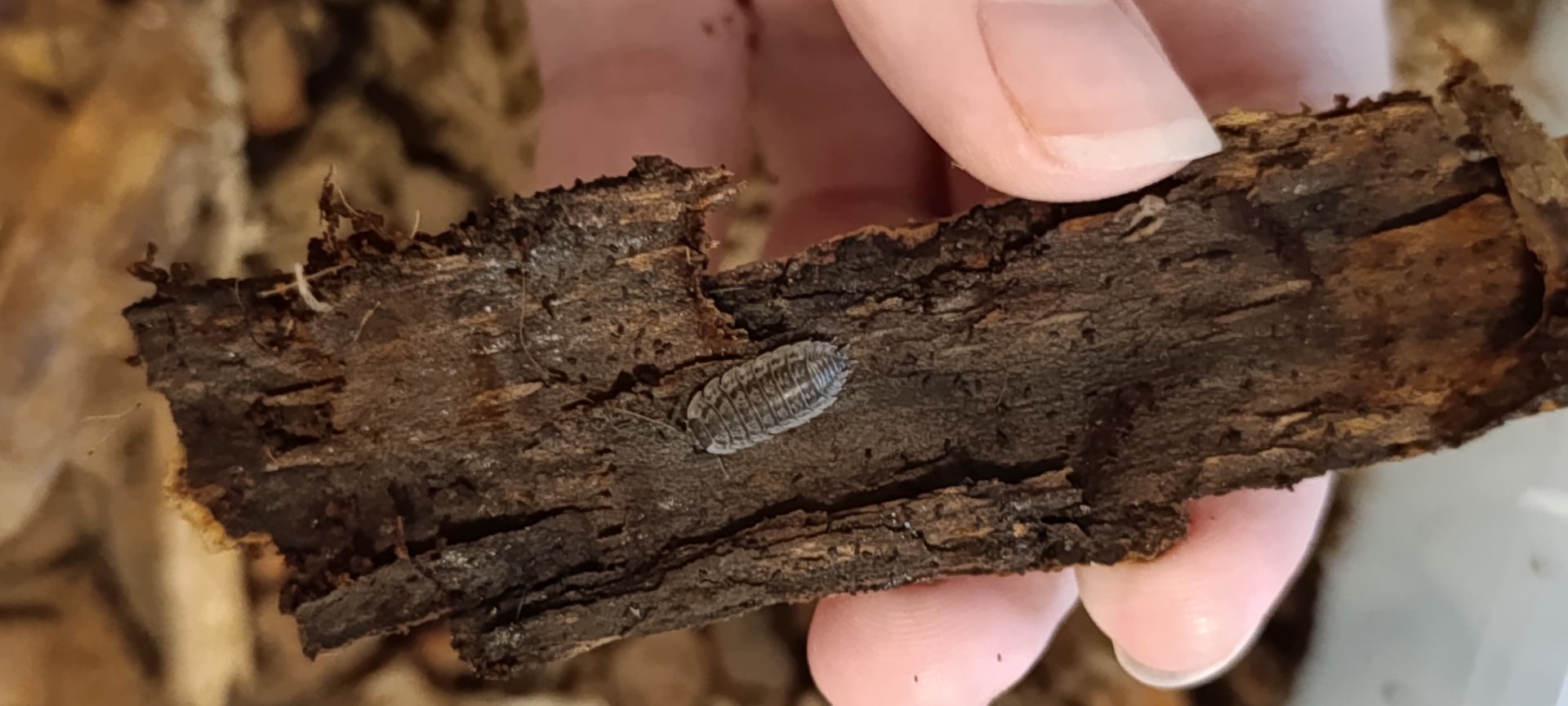 Мокриці Oniscus asellus (Oniscus asellus 'Wild Type')
