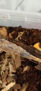 Мокриці Oniscus asellus (Oniscus asellus 'Wild Type')