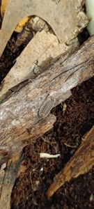 Мокриці Oniscus asellus (Oniscus asellus 'Wild Type')