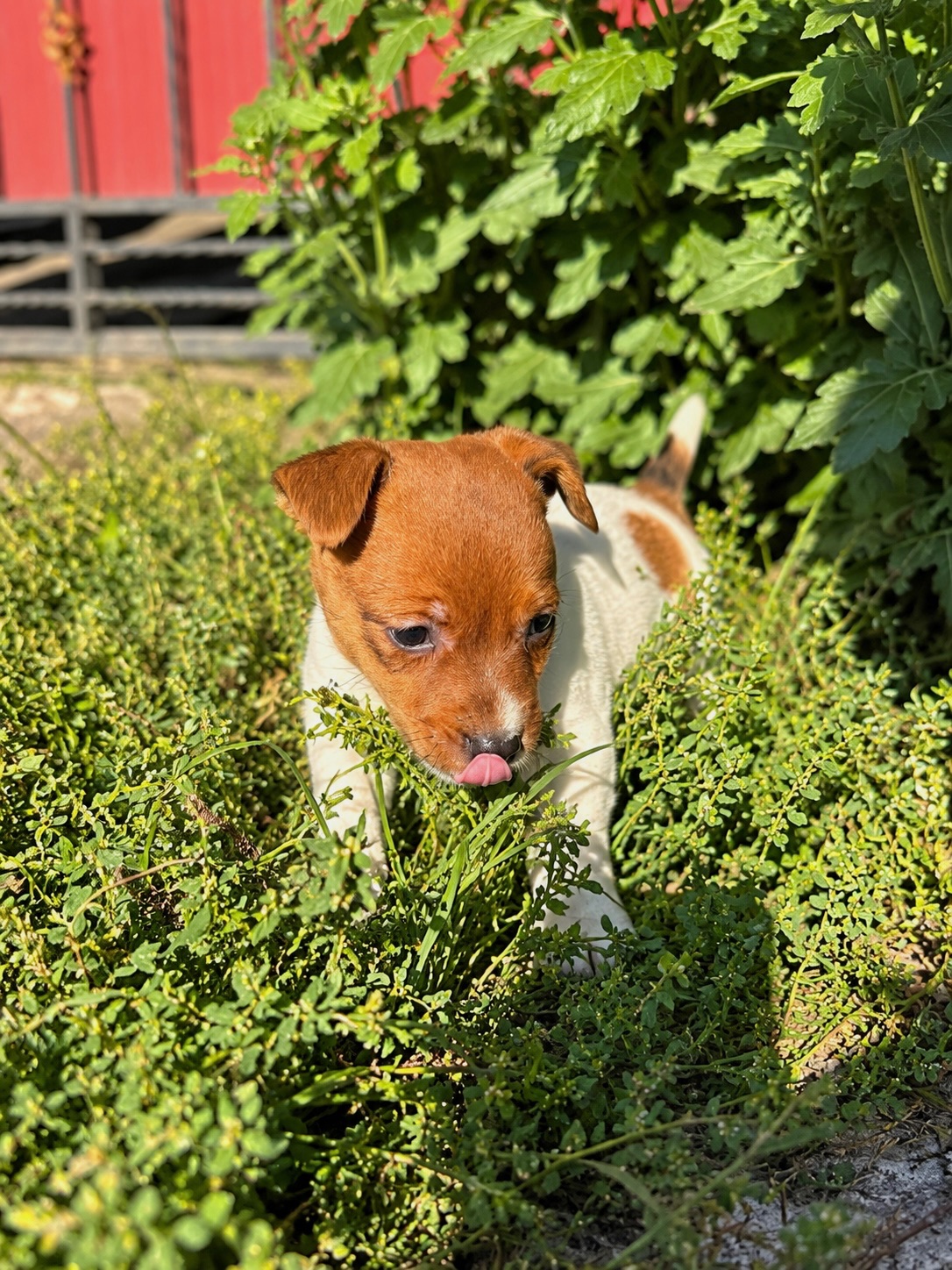 Джек-рассел-терʼєр від клубних виставочних батьків