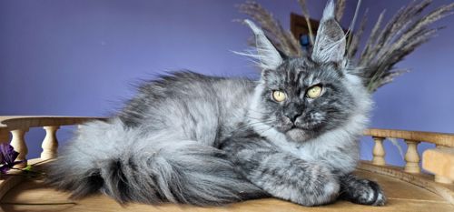 Кошенята Мейн кун, дівчинка в забарвленні чорний дим
