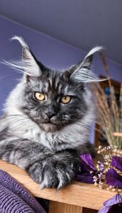 Кошенята Мейн кун, дівчинка в забарвленні чорний дим