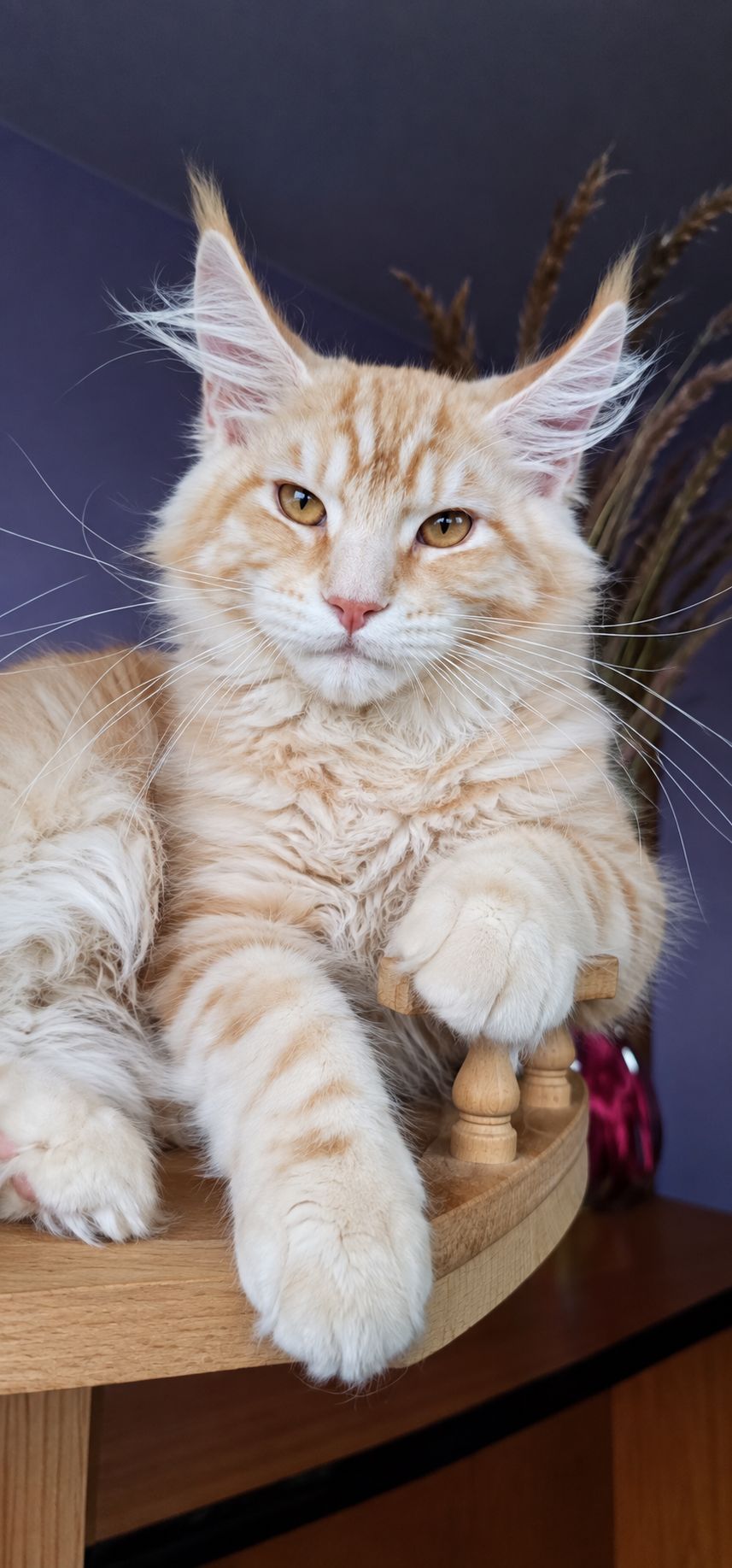 Кошенята породи Мейн кун, рудий хлопчик
