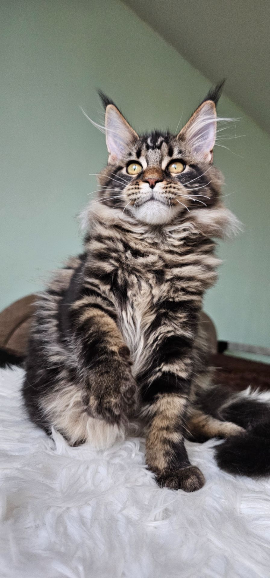 Кошенята породи Мейн кун, дівчинка