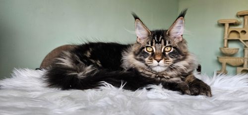 Кошенята породи Мейн кун, дівчинка