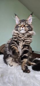 Кошенята породи Мейн кун, дівчинка